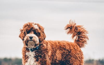 Is Your Australian Labradoodle Matted?
