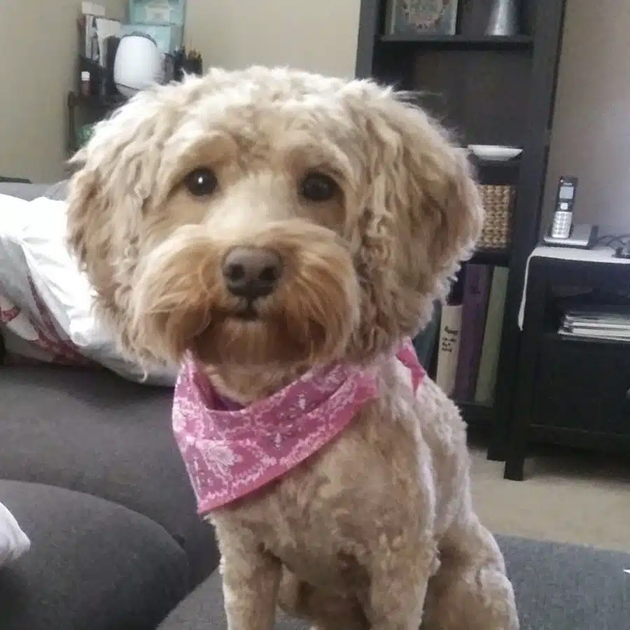 Bailey (female)