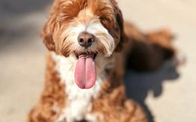 Eating Habits of your Australian Labradoodles