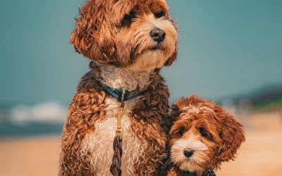 What Makes an Ashford Manor Labradoodle different?