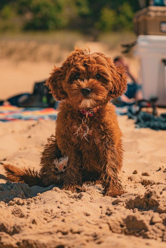 beach puppy