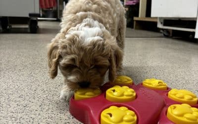 Creatively Feeding My Australian Labradoodle