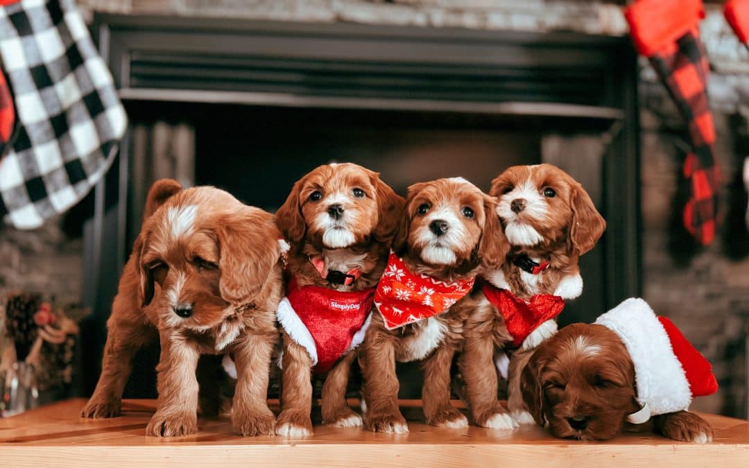 Christmas Decorating with Your Australian Labradoodle: Tips for a Safe and Festive Holiday