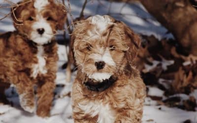 Helping Your Australian Labradoodle Navigate Holiday Stress