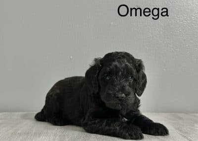 Omega (female)