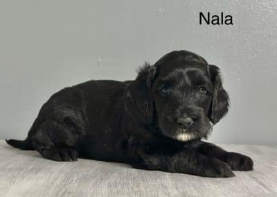 Nala (female)