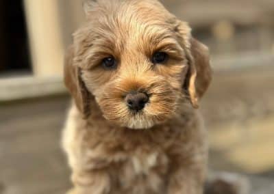 Ridoc (male)