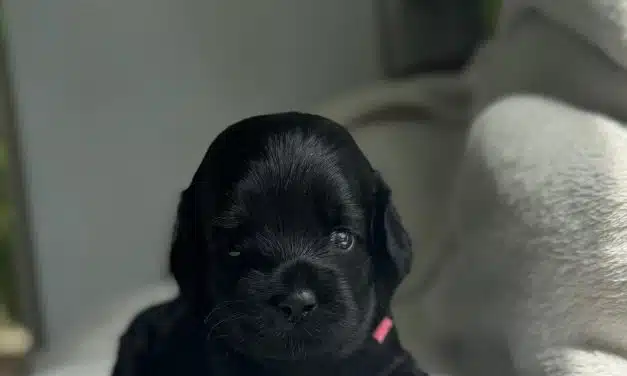 The Story of Leia