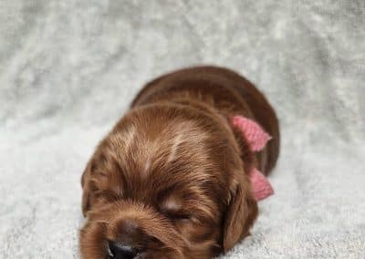 Gingerbread (female)
