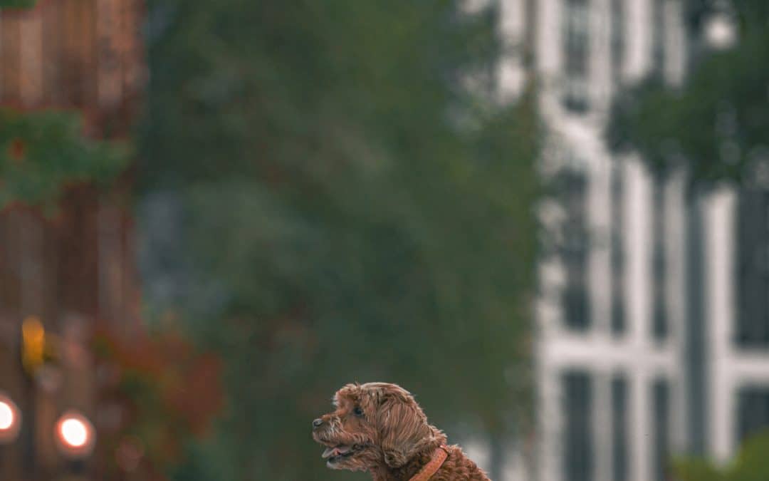 Can Your Australian Labradoodle Follow Commands Without Seeing You?