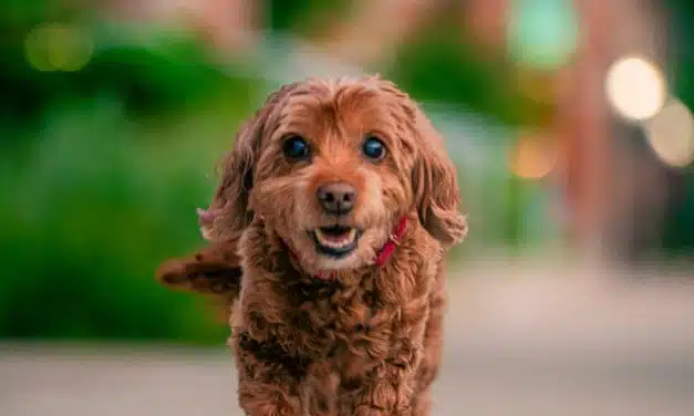 Australian Labradoodle Puppy Training: Gentle Methods, Best Books & Fun Extras