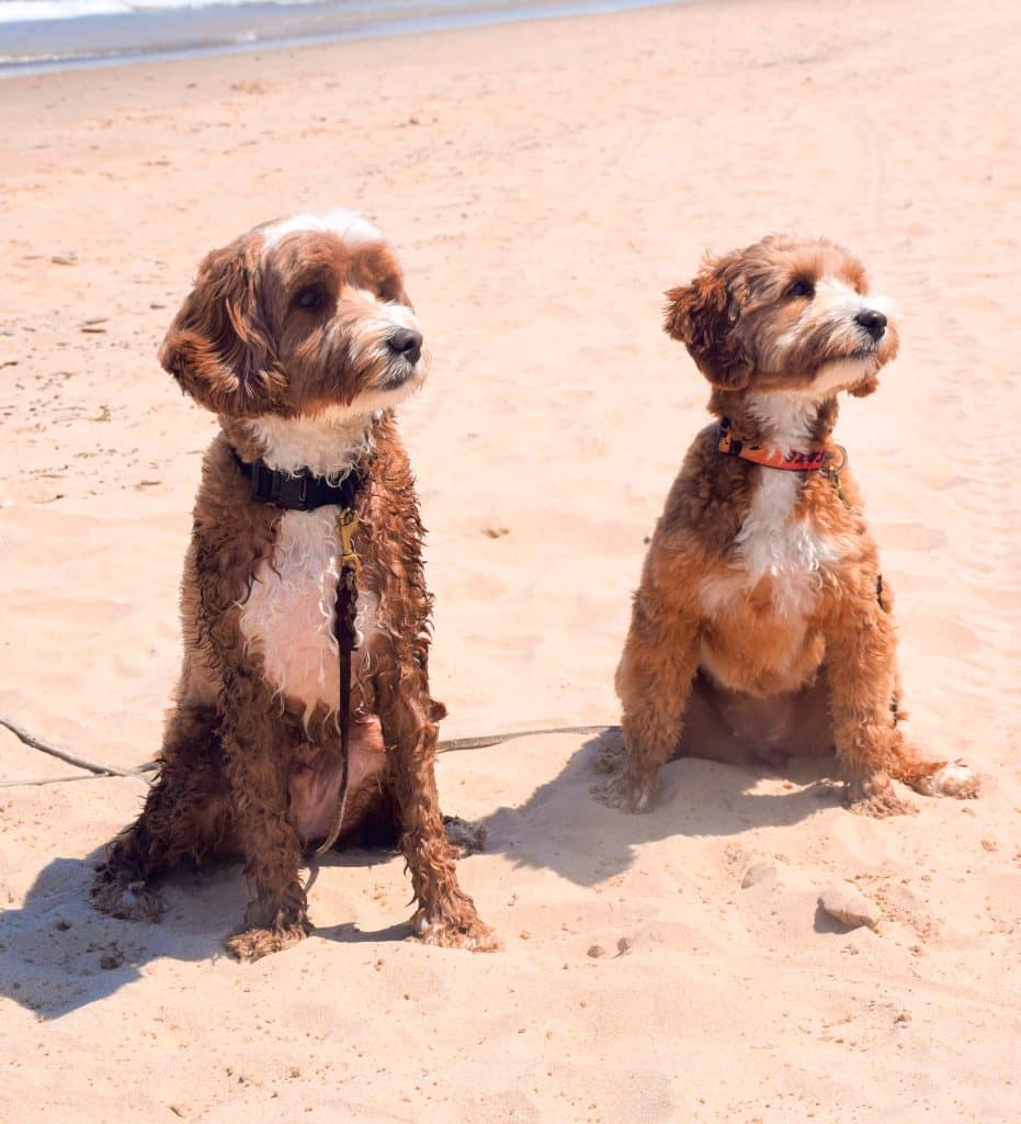 Duke and Ollie