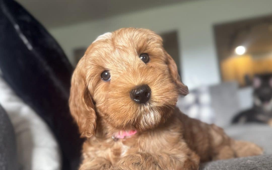 TEST YOUR AUSTRALIAN LABRADOODLE’S LISTENING SKILLS