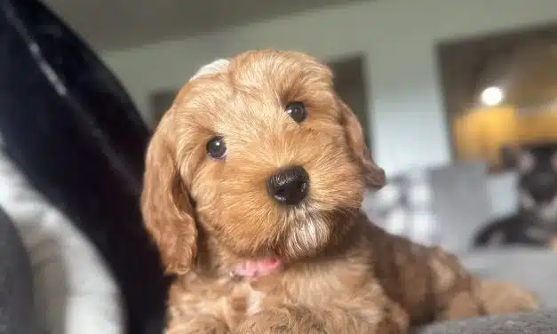 TEST YOUR AUSTRALIAN LABRADOODLE’S LISTENING SKILLS