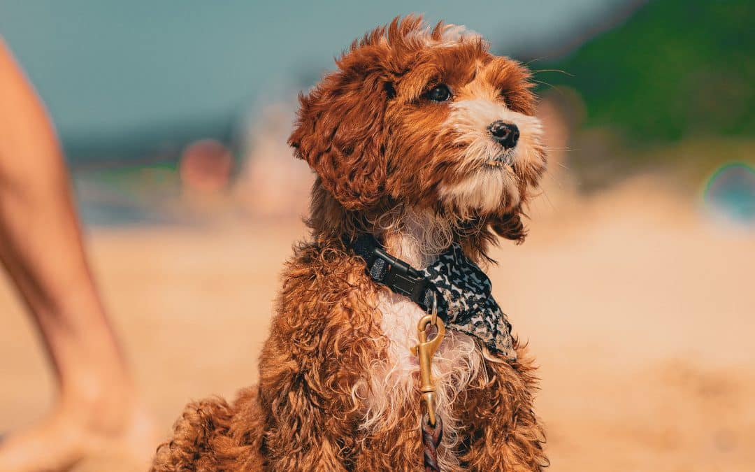 Top Dog Essentials: Treats, Toys, and Grooming Gear