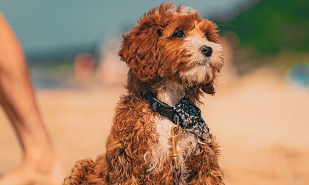 Top Dog Essentials: Treats, Toys, and Grooming Gear