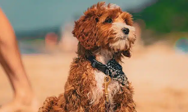 Top Dog Essentials: Treats, Toys, and Grooming Gear