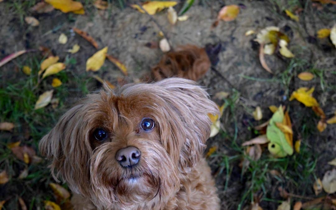The Leap Over Me Game — A Fun Way to Challenge Your Dog