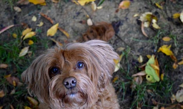 The Leap Over Me Game — A Fun Way to Challenge Your Dog