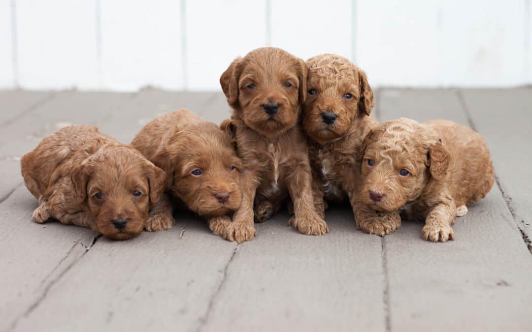 Are You Sending Your Dog Secret Signals?
