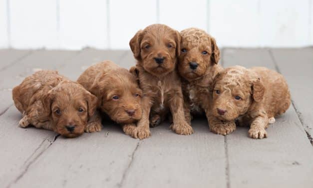 Are You Sending Your Dog Secret Signals?