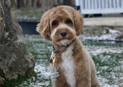 Charlie Brown (male)