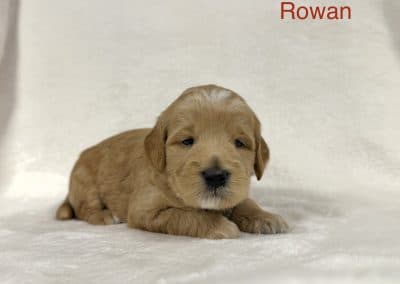 Rowan (male)