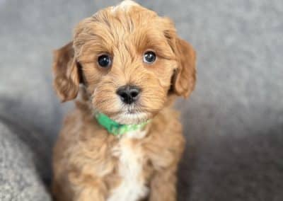 Sprig (male)