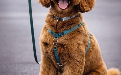 Connection Before Commands