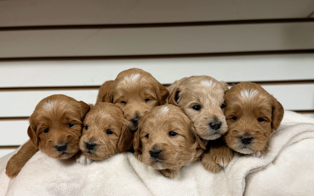 Simple Daily Rituals That Build Trust With Your Australian Labradoodle 