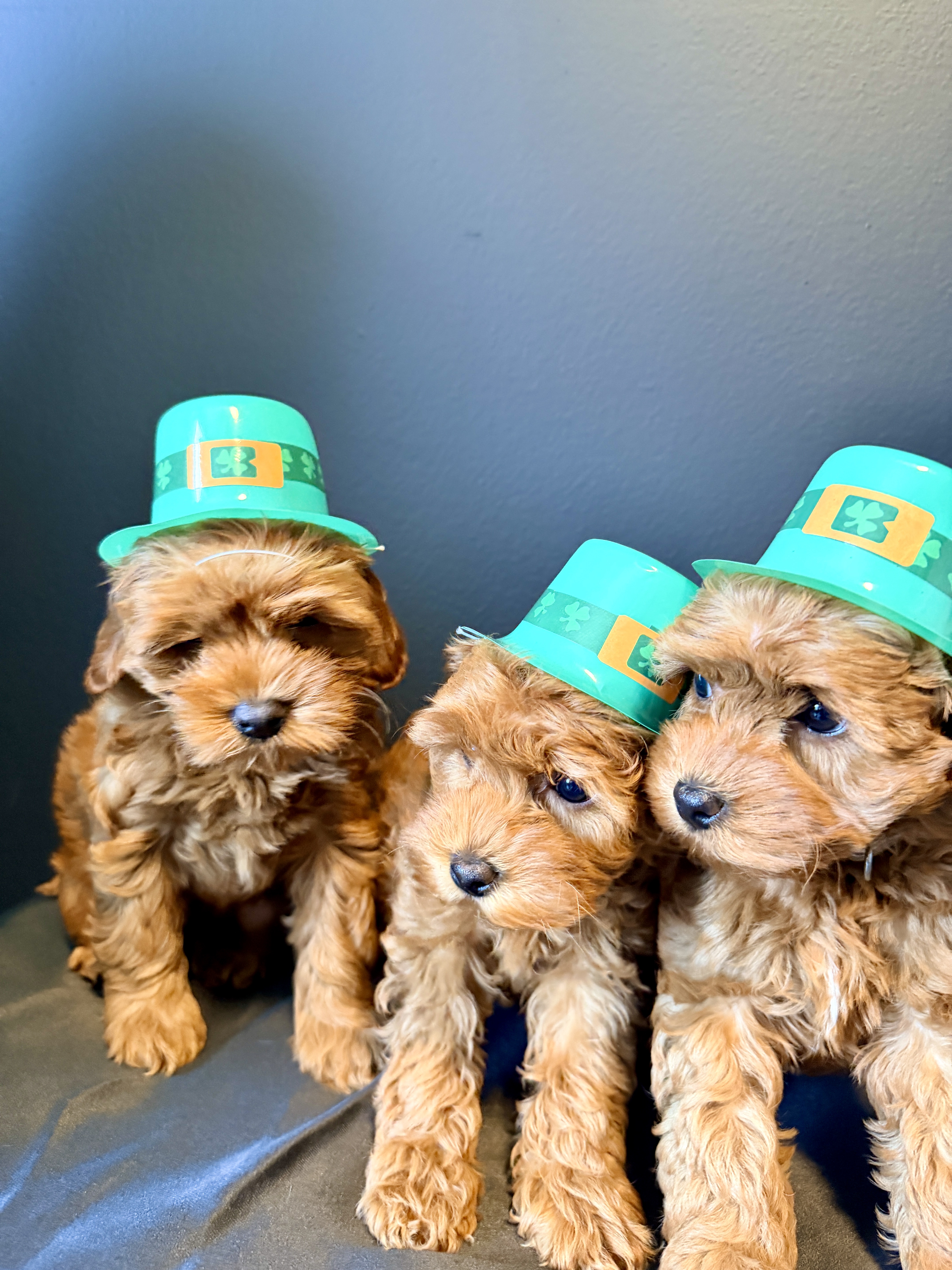 Irish You Understood Me