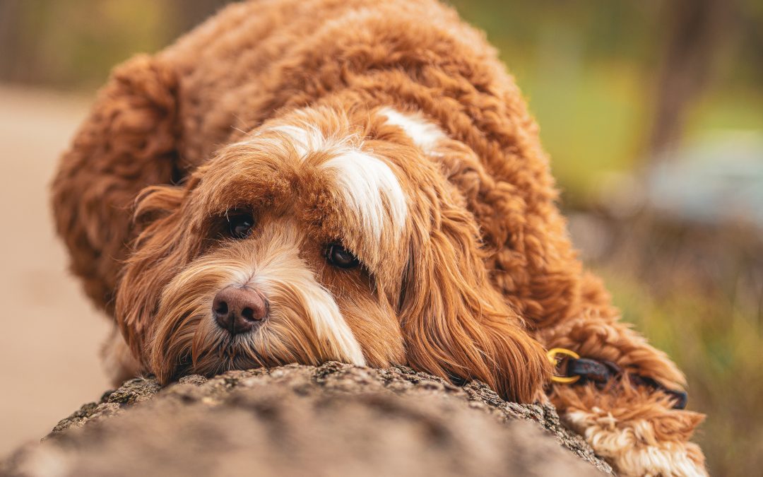 The Secret To A Calm Happy Doodle? Routine
