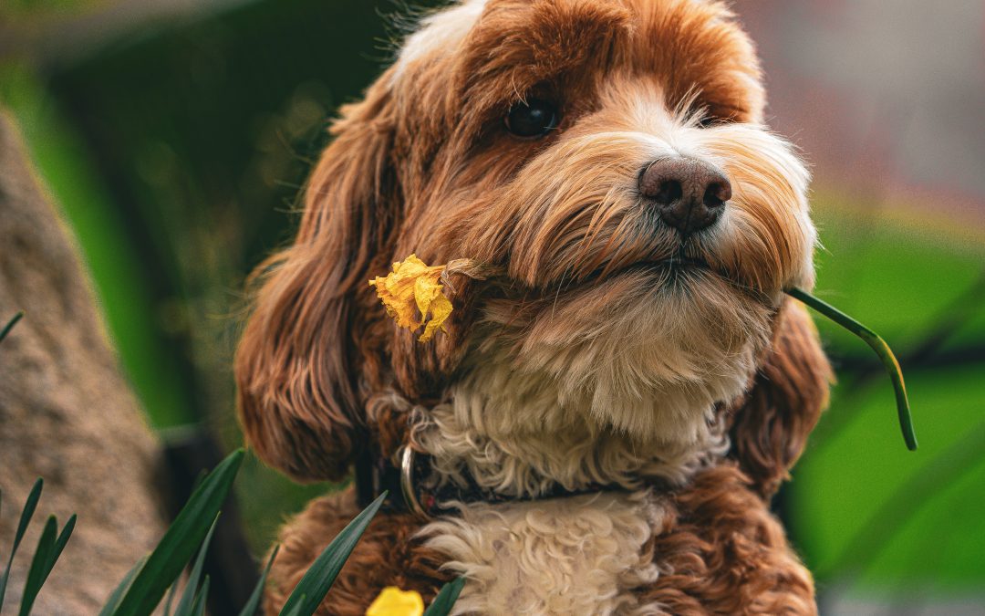 Spring Growth: How Boundaries Build the Bond
