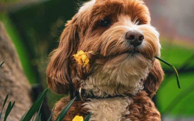 Spring Growth: How Boundaries Build the Bond