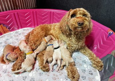 newborns