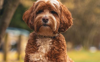 The Power of Presence: Your Dog Doesn’t Need Perfection, Just You