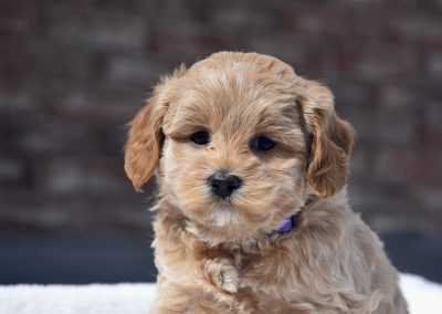 Fannie (female)
