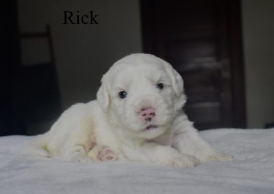 Rick (male)