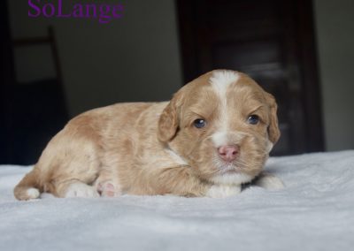 SoLange (female)