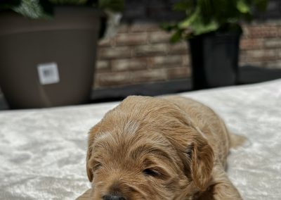 Fannie (female)