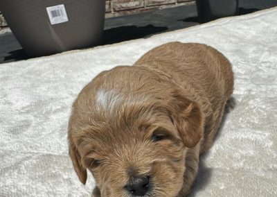 Raffy (female)