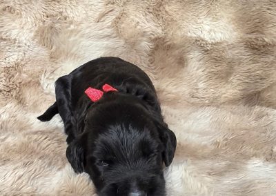 Bliss (male)