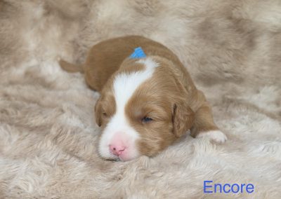 Encore (male)