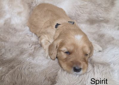 Spirit (male)