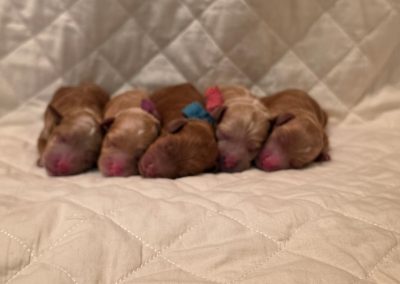 newborns