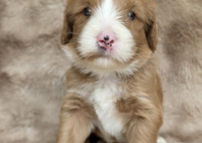 Encore (male)