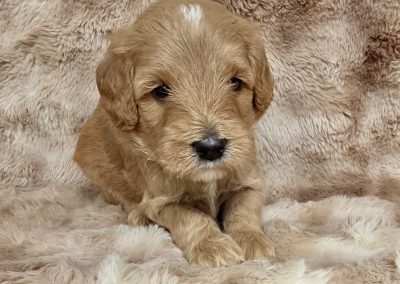Viva (female)