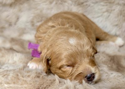 Aggie (female)