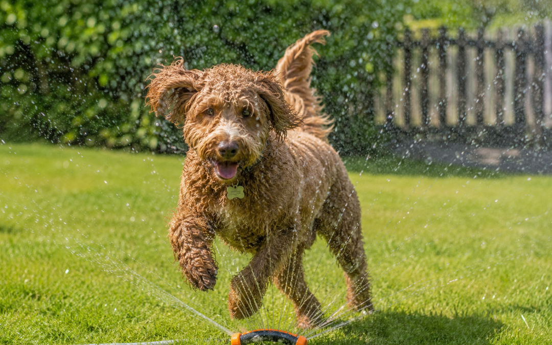 Summer Safety Starts with You