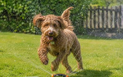 Summer Safety Starts with You